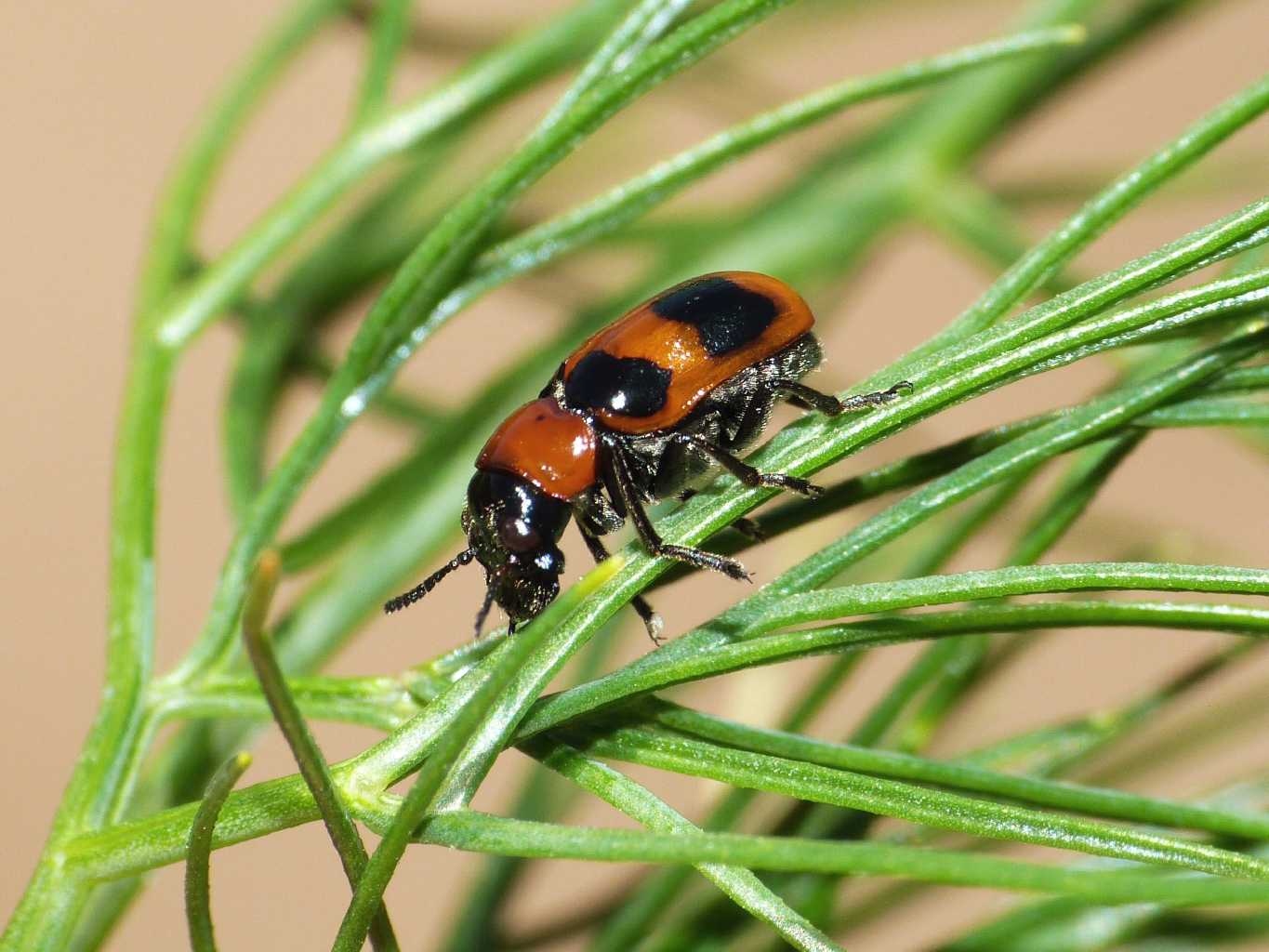 Coptocephala scopolina (maschio?)